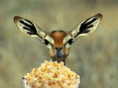 deer+popcorn