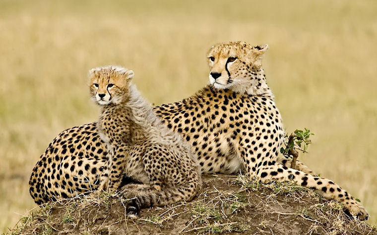 Padre e hijo leopardos - Father and son leopards by Judylynn Malloch