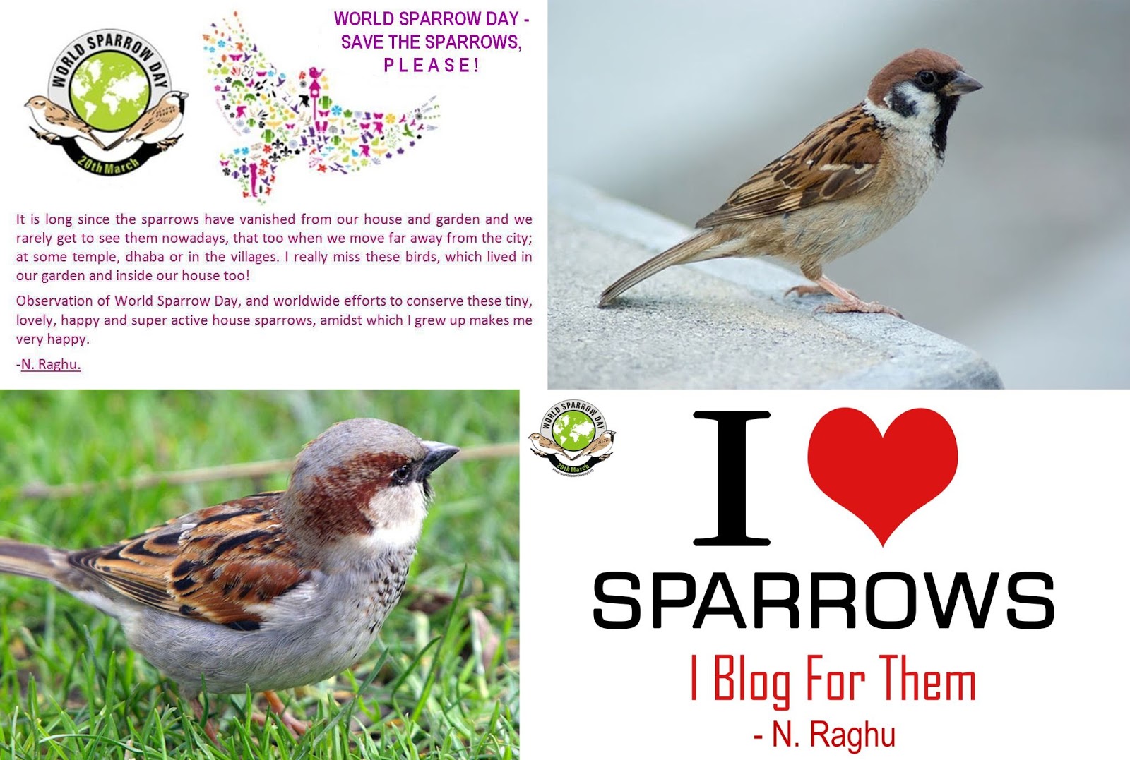 Raghu's column!: Today is World Sparrow Day.