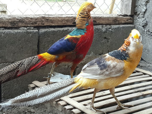 Ayam Golden Pheasant