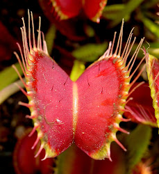 venus flytrap eating tree than elhardt noah monstrous wikipedia madagascan plant plants carnivorous trap eat fly flytraps myth insect