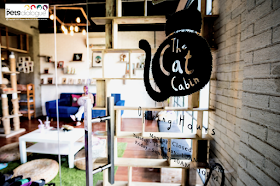 Cat cafe tourism tip