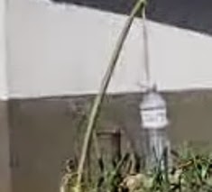 penyiram tanaman dari botol plastik digantung