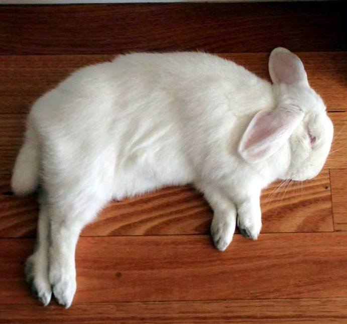 Rabbit Ramblings Flopapalooza The DBF, or Dead Bunny Flop