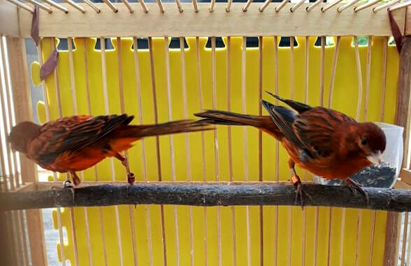 Ciri Dan Perawatan Kenari Blackred Gaco Gacor