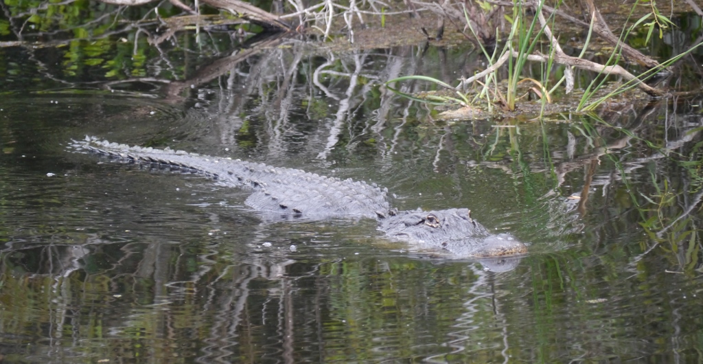 Everglades National Park  Shark Valley Alligator