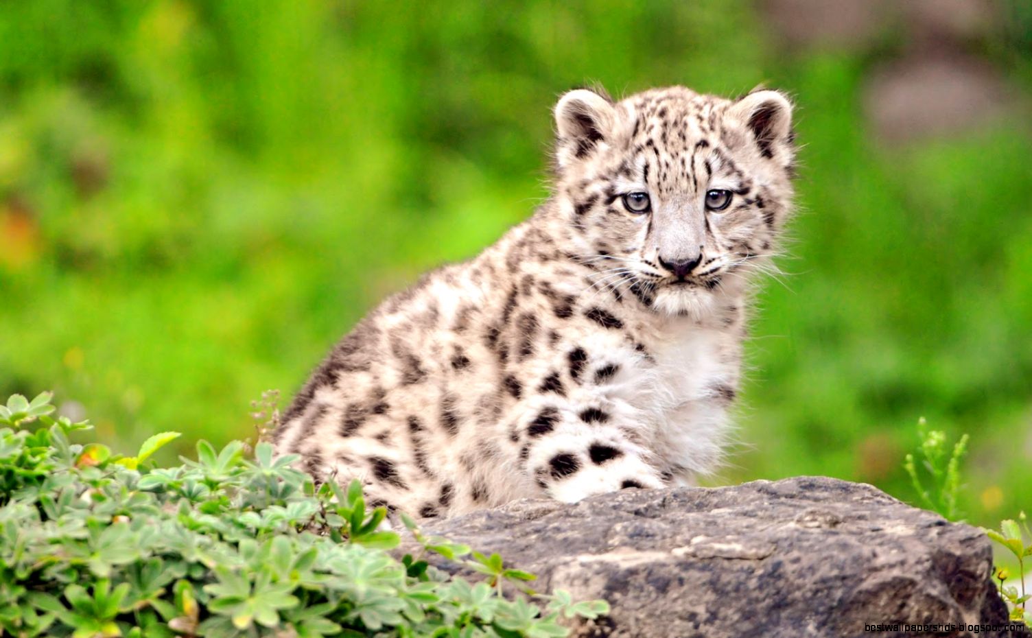 Baby Tiger Wallpaper 7038931