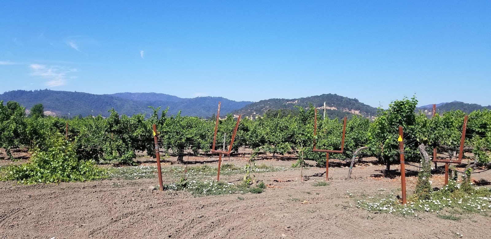 Sip and Puff Napa Wine Company Where history, heritage, wine, and