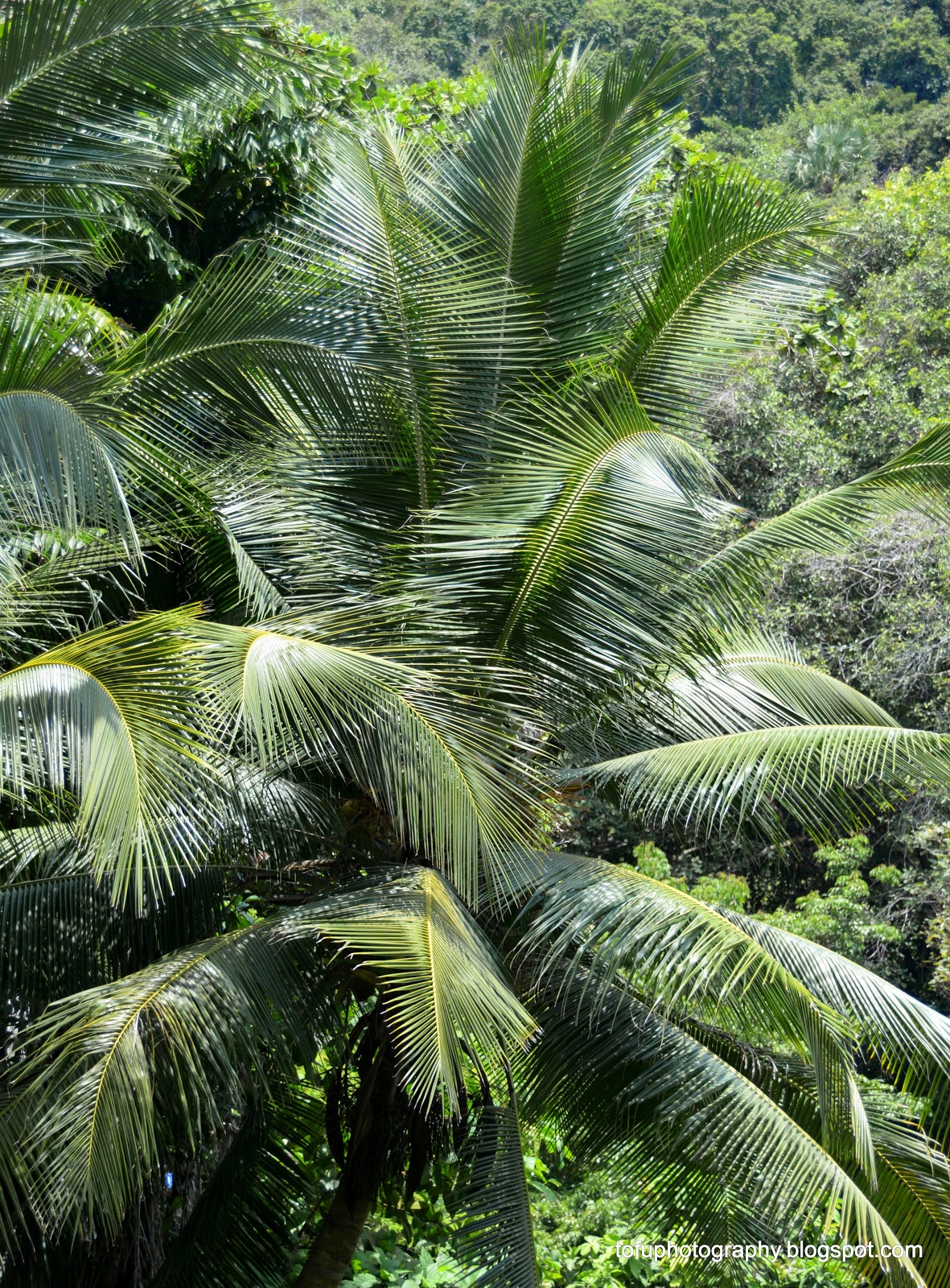 Tofu Photography Coconut trees on Taichai Island, Thailand