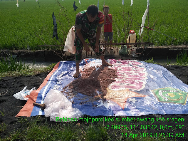Babinsa Mojopuro Bersama Petani Laksanakan Penyiangan Gulma