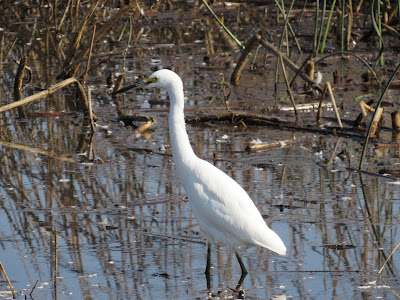 Snowy Egret