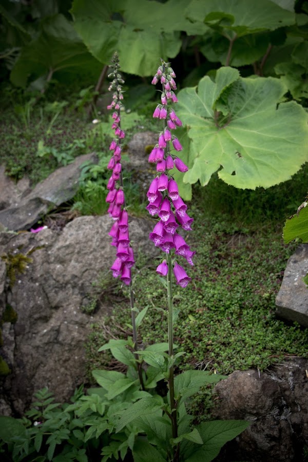 Escocia. Isla de Skye