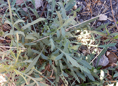 Hojas de la escabiosa blanca (Cephalaria leucantha)