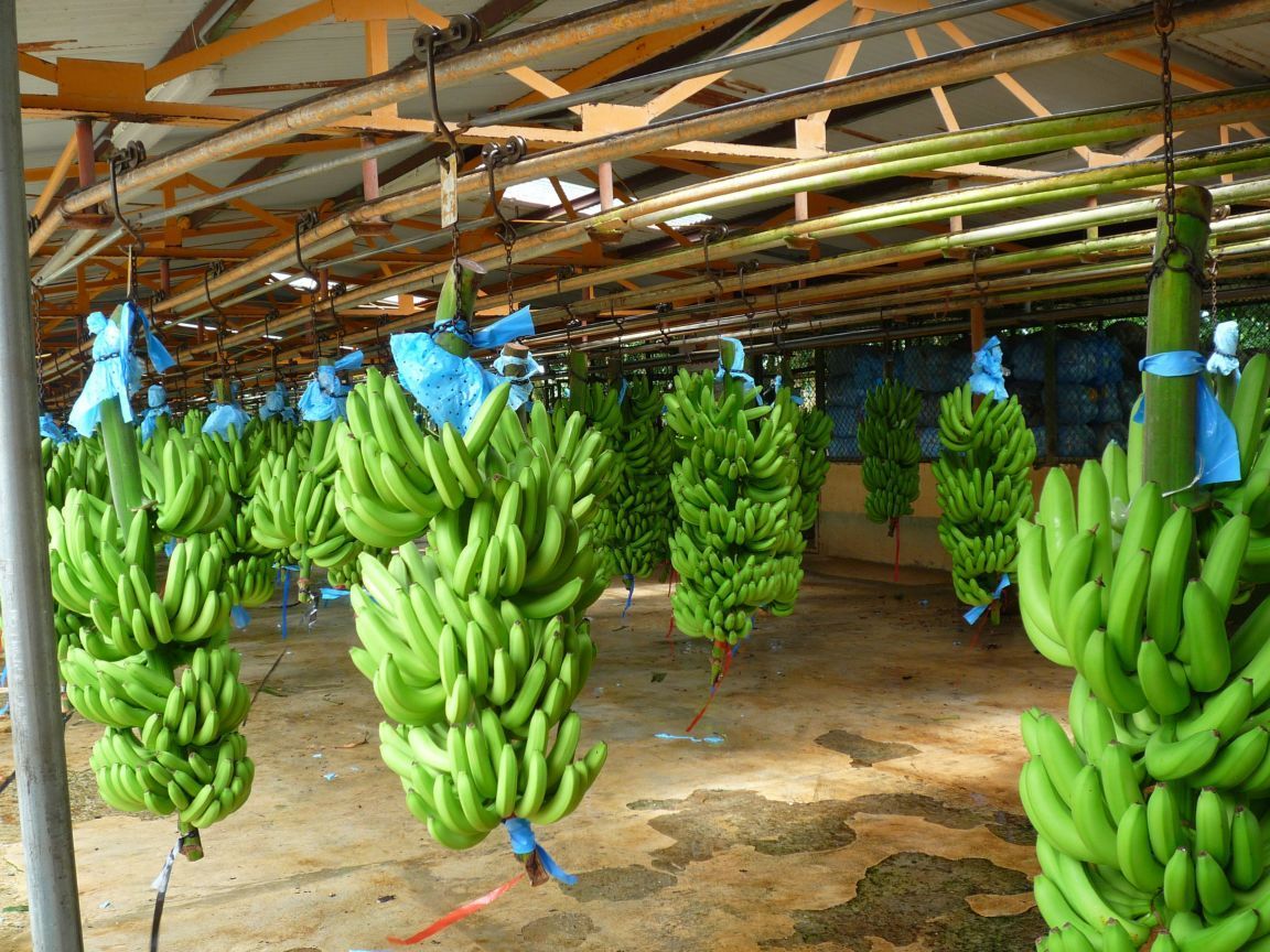 Страны выращивающие бананы. Плантация Banana. Плантации бананов. Бананы плантации. Банановое поле.
