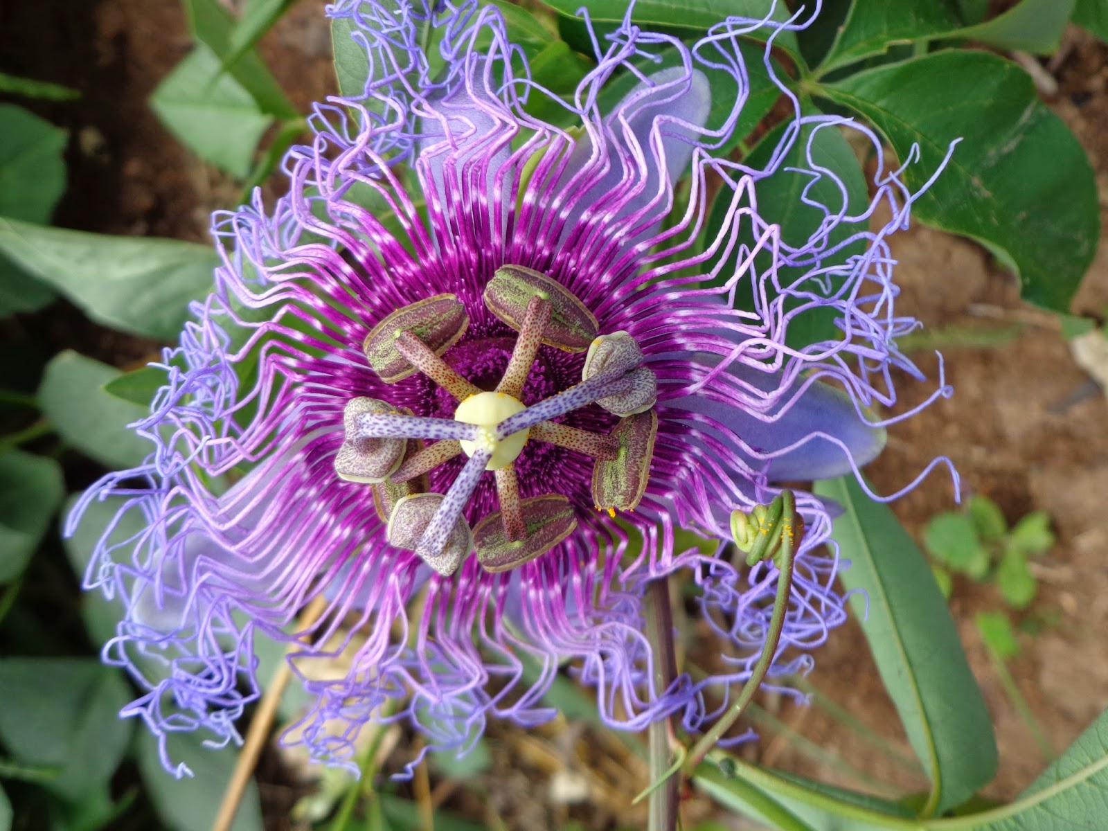 Sítio Dona Lô: FLORA: FLOR DE MARACUJÁ DO MATO