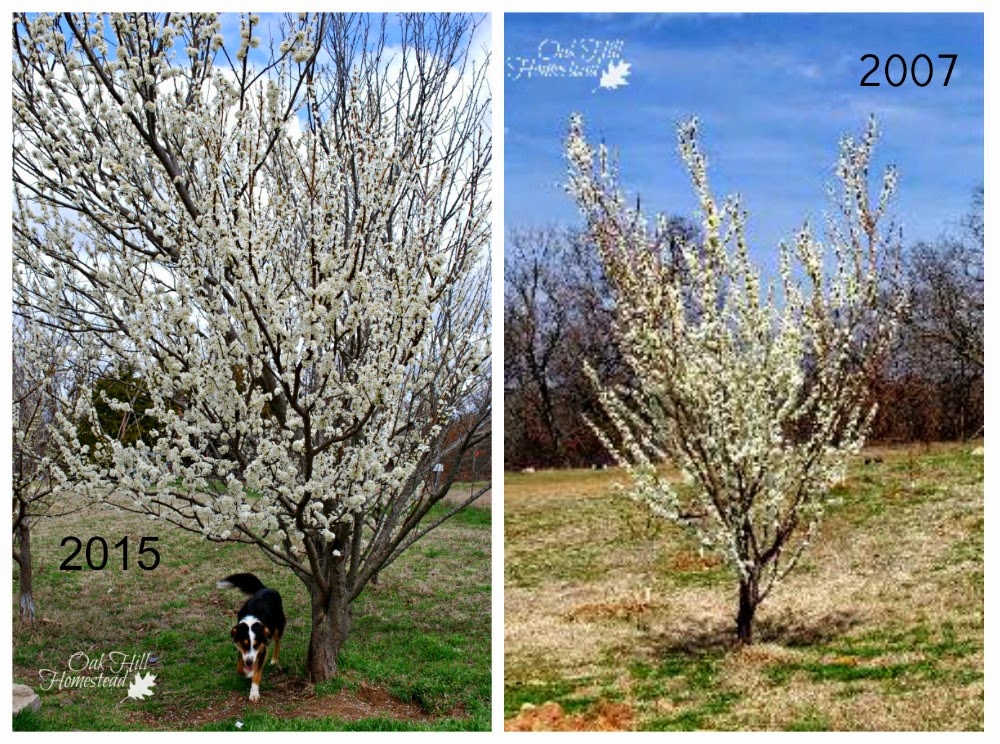 How To Plan And Plant A Homestead Orchard Oak Hill Homestead
