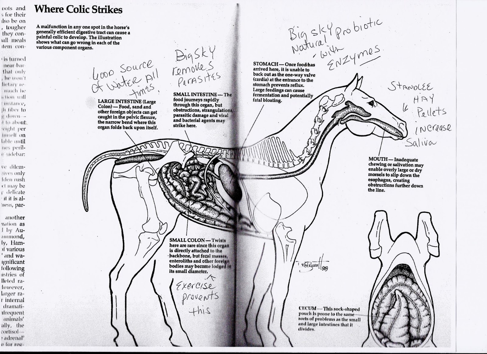 Holistic EquineNatural Health for Your Horse Equine colic chart