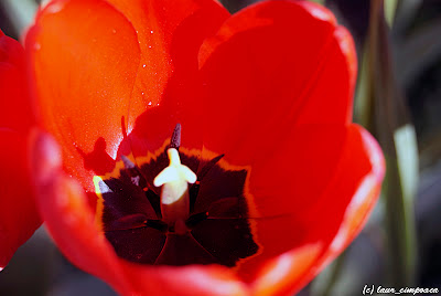 Lalea Tulpen Tulip Tulipe Tulipán Τουλίπα