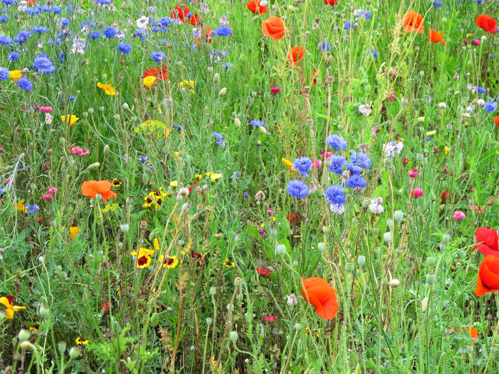Flowers by Shamini Wildflower meadow in Preston Park