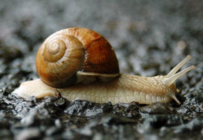 Ciri dan Cara Berkembang Biak Mollusca  Galeri Pustaka