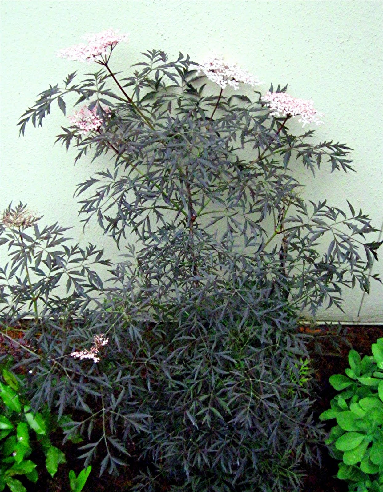 1003 Gardens Sambucus nigra 'Black Lace'.....Elderberry at the