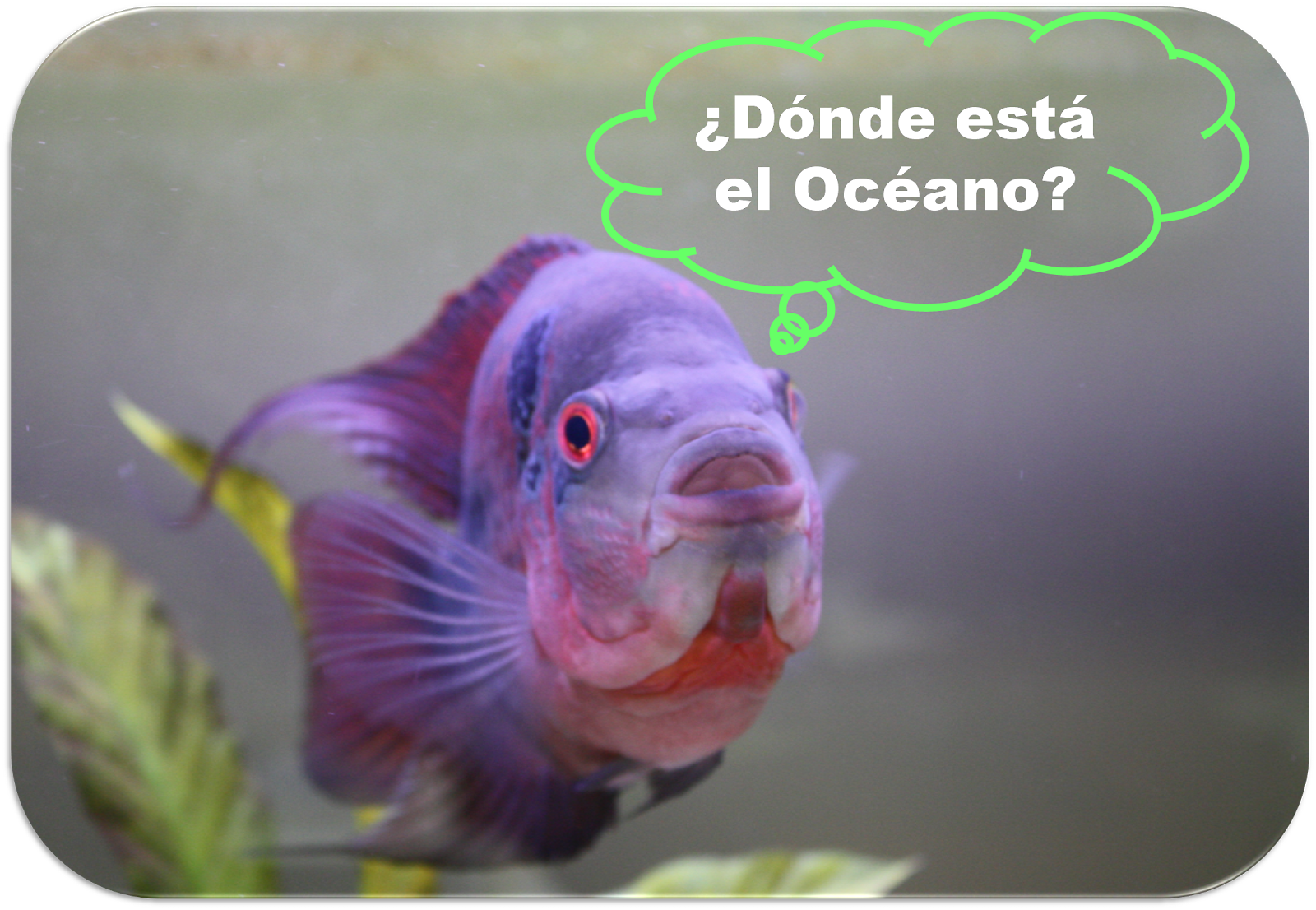 Lecciones para amar Cuento sobre la abundancia El pequeño pez Lecciones para amar Cuento sobre la abundancia El pequeño pez