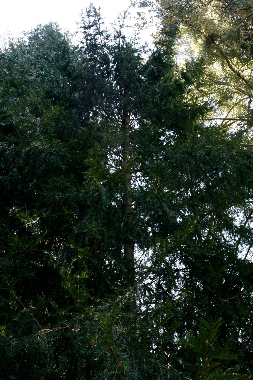 Tree Identification Torreya californica California Nutmeg