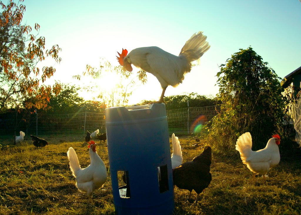 "Rule the roost" nghĩa là gì?