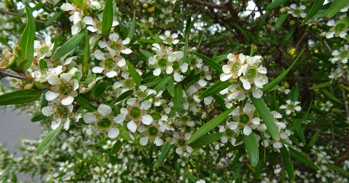 NixPixMix: LEMON-SCENTED TEA TREE