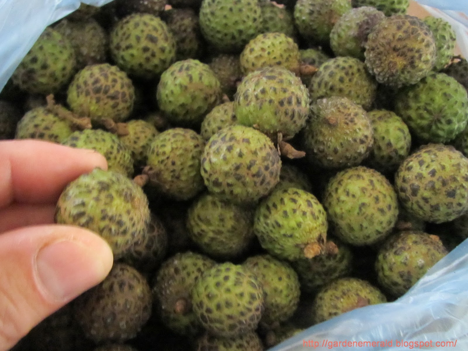 Emerald Garden Sarawak Mata Kuching or Wild Longans