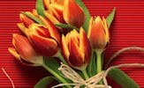 Arreglos florales, rosas, tulipanes, girasoles y margaritas