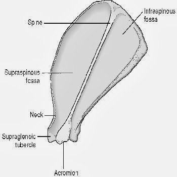 مدونة الطب البيطري: اضغط هنا للدخول الي ( anatomy )