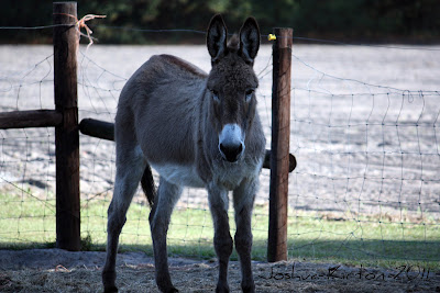 Florida Donkey Staring
