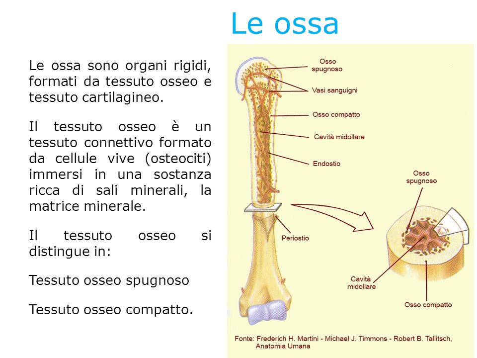 The body, the temple of our