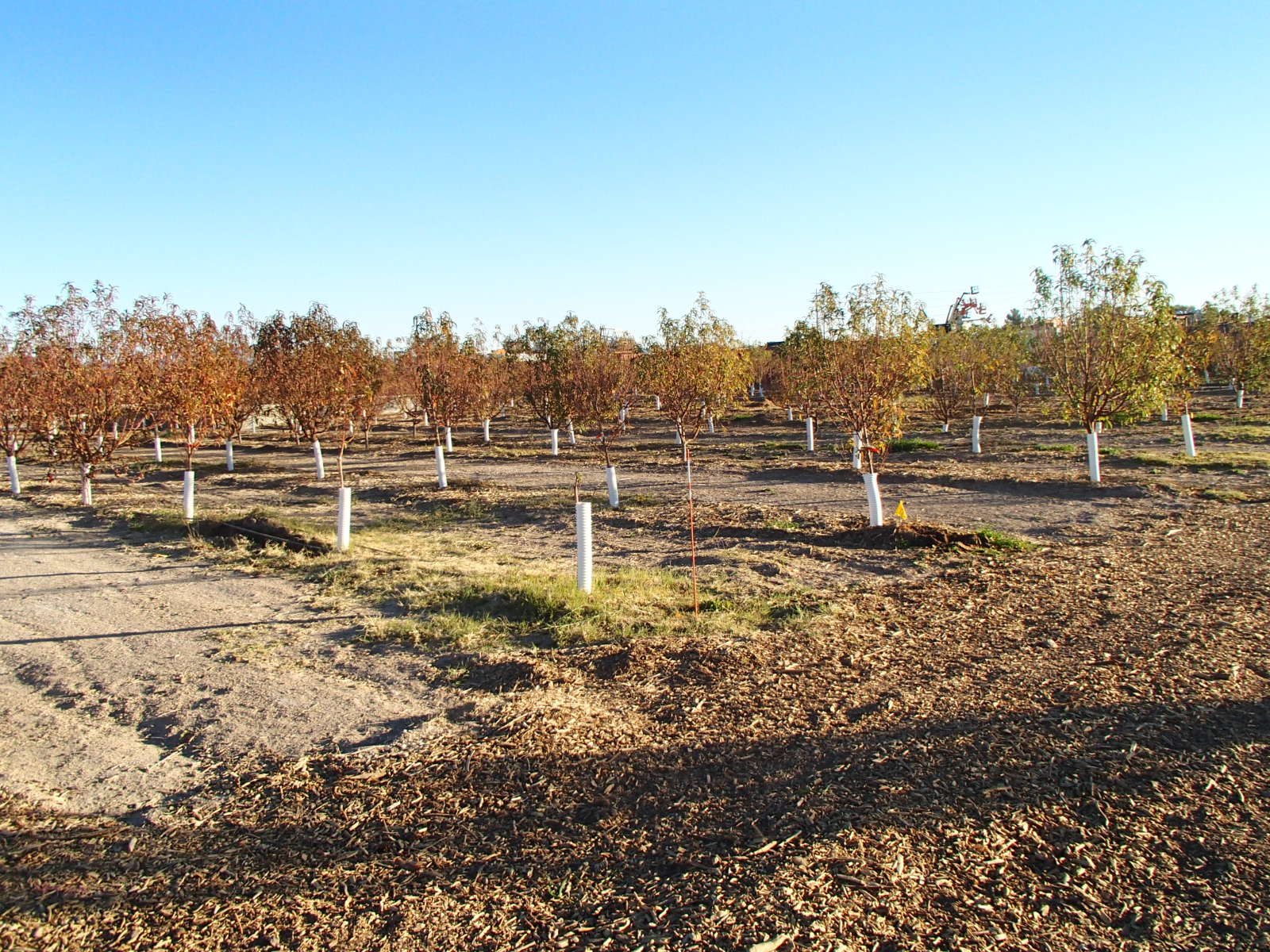 Xtremehorticulture of the Desert New Commercial Orchard in Downtown