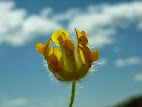 Anthyllis ramburii