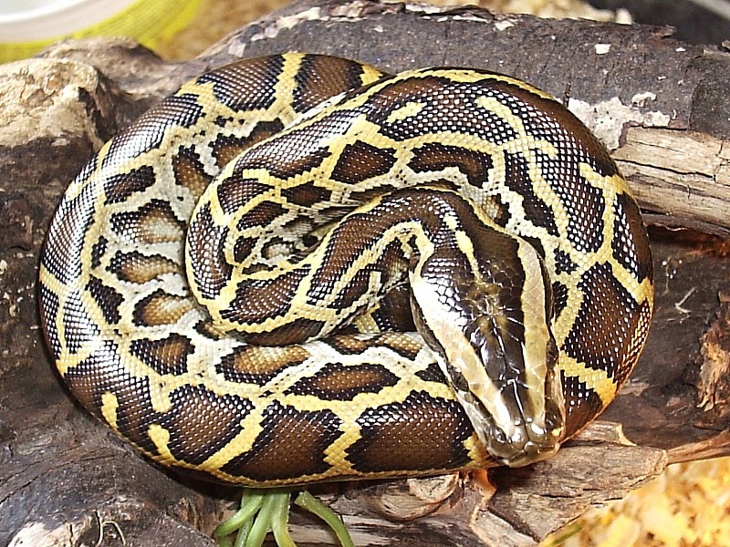 Python Molurus ~ All About Reptile