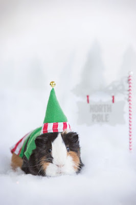 christmas with guinea pigs