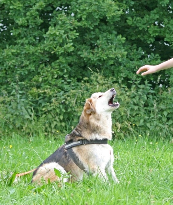 SignalHund Blog Ich sag�s Euch ehrlich! BVB Wir alle tun es!!