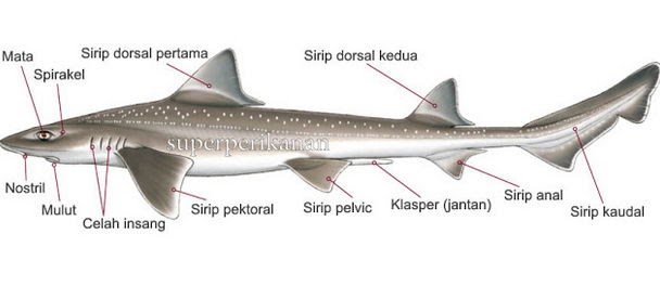 5 Sirip Ikan Beserta Keterangannya yang Harus Sobat Diketahui