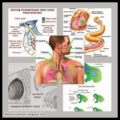 SISTEM RESPIRASI | JDSK