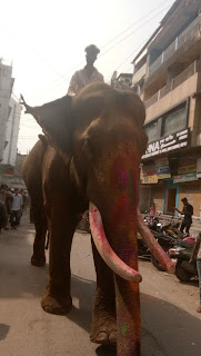 Elephant bathed in Gulal during holi 