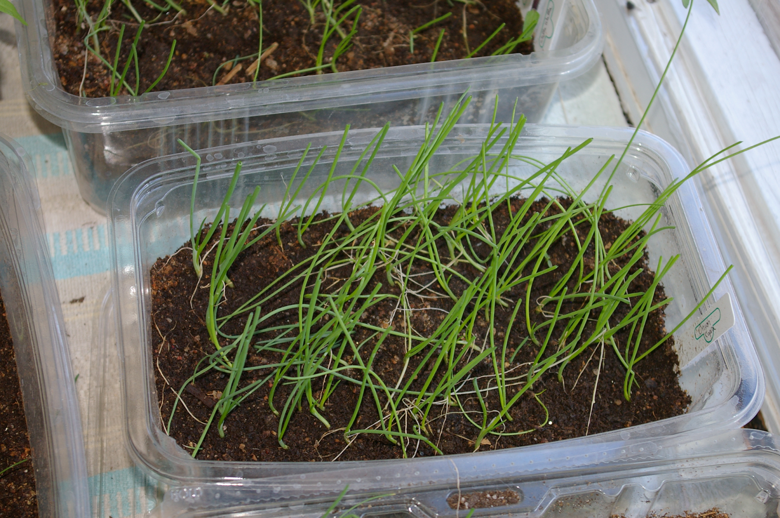 Colorado Mountain Gardener Onions Starting from Seed by Tina Ligon