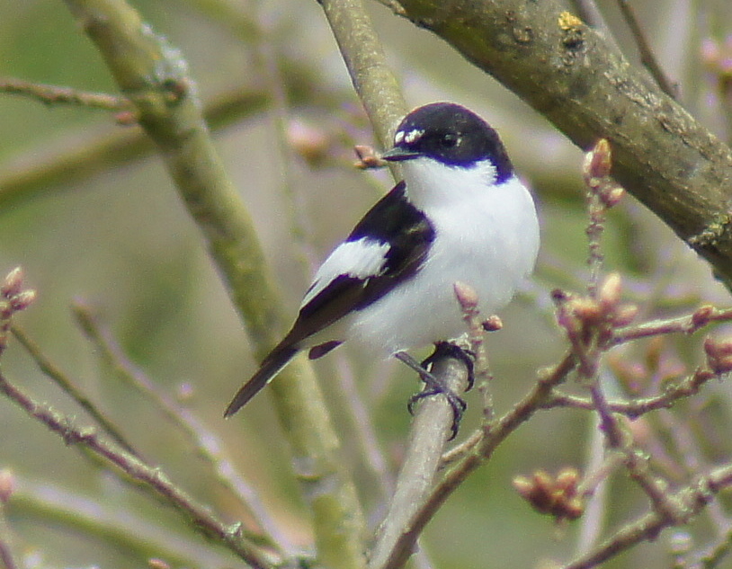 Wino Wendys Wildlife World : The Cranford Park Pied Fly