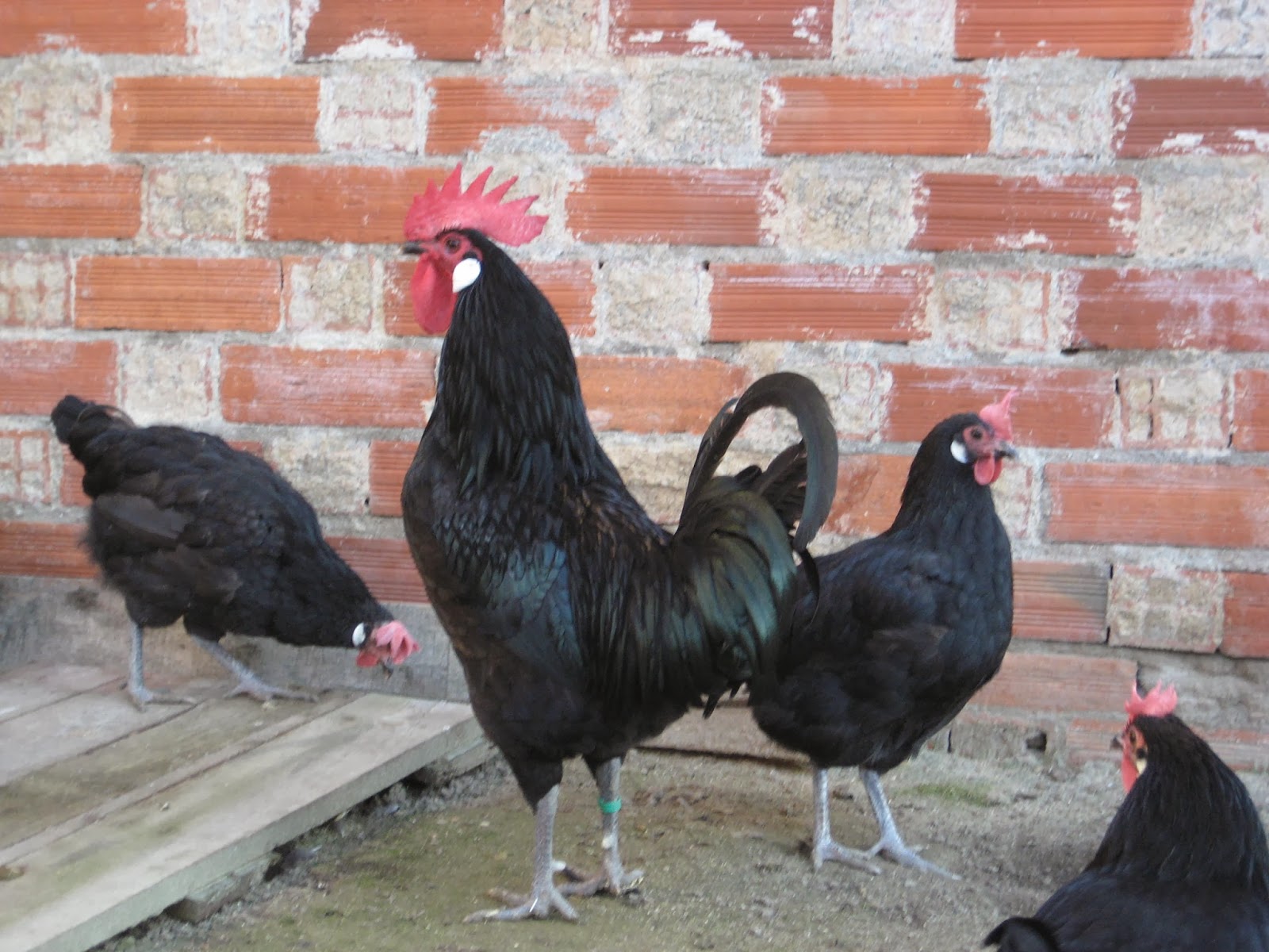 Gallina Castellana Negra
