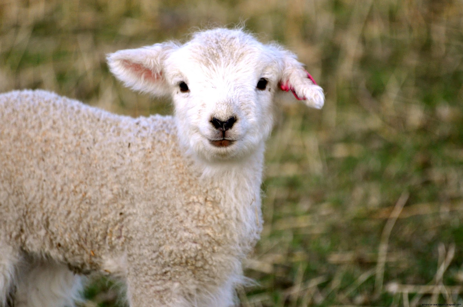 Lamb Cute Sheep