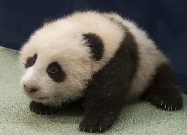 Faith Corral: Another pictures and video of Cute Panda