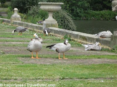 London Kew Gardens Ducks