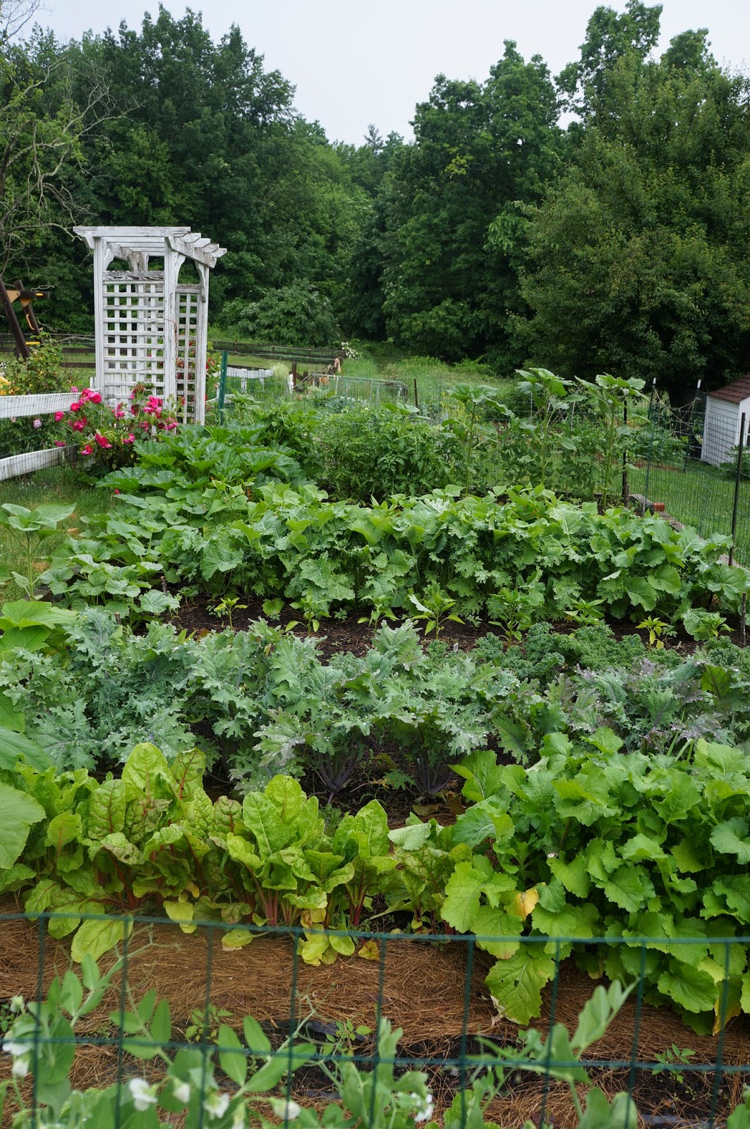 The Backyard Farming Connection: Garden Update