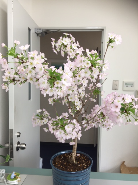 桜の鉢植え 育て方 栽培記録 桜の鉢植え 栽培記録 育て方 17年